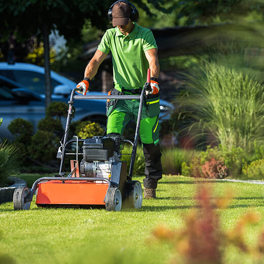 lawn-services TREE REMOVAL SERVICE